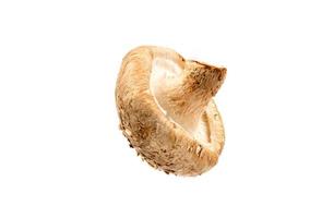 Fresh Shiitake mushroom isolated on white background with clipping path and full depth of field. photo