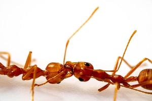 fighting, two ant fight,selective eyes focus, in high definition on white background, macro photo