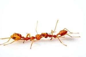 fighting, two ant fight,selective eyes focus, in high definition on white background, macro photo