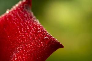 flor de rosa roja, rosa de chiang mai, entre hojas verdes, fondo borroso, punto de gota de agua de enfoque selectivo en pétalos y desenfoque alrededor, macro rosa foto