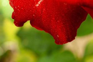 flor de rosa roja, rosa chiang mai, capullos de rosa, entre hojas verdes, fondo borroso, enfoque selectivo foto
