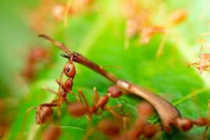 hormiga roja, acción que ayuda a la comida en la rama del árbol grande, en el jardín entre hojas verdes, fondo borroso, enfoque ocular selectivo y fondo negro, macro foto