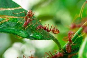 hormiga roja, hormiga de acción gota de agua potable en la rama del árbol grande, en el jardín entre hojas verdes fondo borroso, enfoque ocular selectivo y fondo negro, macro foto