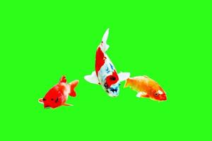 Goldenfish isolate on green background. photo