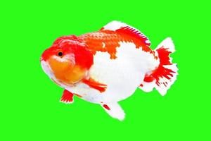 Goldenfish isolate on green background. photo