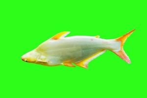 Beautiful white fish Isolate on green Background. photo