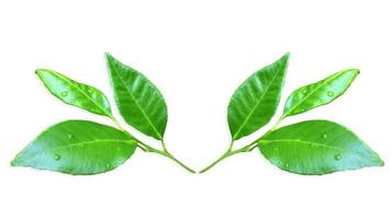 Kaffir lime leaves Isolate on White Background. photo