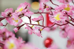 Pink Cherry Blossoms with Chinese ornaments on a blur cafe background photo
