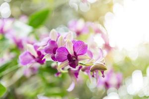 flores de orquídeas violetas con fondo natural en el jardín foto