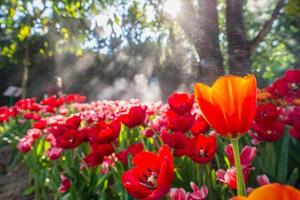 The tulip flowers field in the garden with morning sunlight. photo