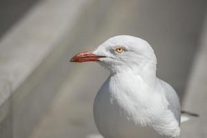 el primer plano de un pájaro gaviota. foto