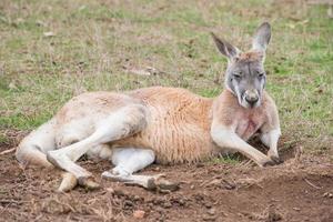 el canguro australiano en el parque de conservación de phillip island, victoria, australia. foto