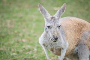 el canguro australiano en el parque de conservación de phillip island, victoria, australia. foto