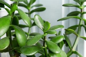 Branches and leaves of the houseplant Crassula succulent