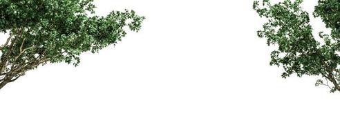 Beautiful foreground tree isolated and cutting on a white background with clipping path. photo