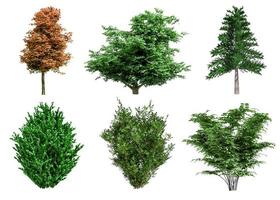 Beautiful collection tree isolated and cutting on a white background with clipping path. photo