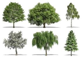 Beautiful collection tree isolated and cutting on a white background with clipping path. photo