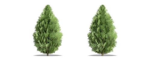 Beautiful Chamaecyparis lawsoniana tree isolated and cutting on a white background with clipping path. photo