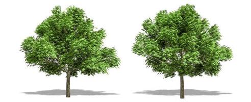 Beautiful Aesculus glabra tree isolated and cutting on a white background with clipping path. photo