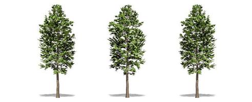 Beautiful Pinus sylvestris tree isolated and cutting on a white background with clipping path. photo