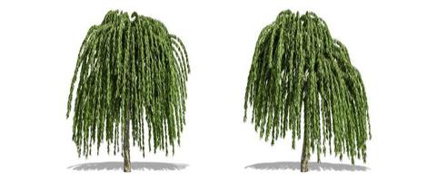 Beautiful tree isolated and cutting on a white background with clipping path. photo