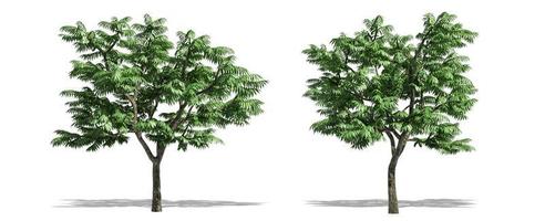 Beautiful Rhus typhina tree isolated and cutting on a white background with clipping path. photo