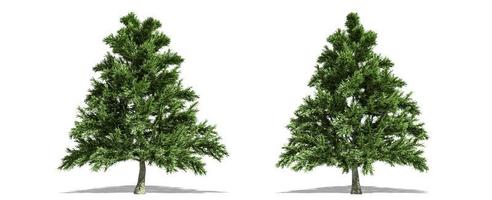 Beautiful tree isolated and cutting on a white background with clipping path. photo