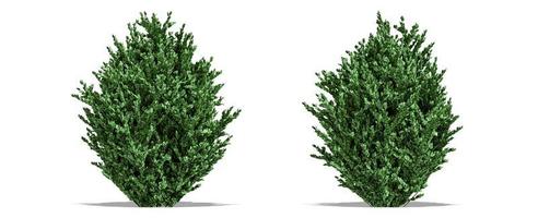 Beautiful tree isolated and cutting on a white background with clipping path. photo