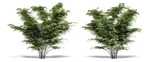Beautiful tree isolated and cutting on a white background with clipping path. photo