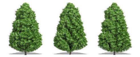 Beautiful tree isolated and cutting on a white background with clipping path. photo