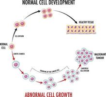 Diagram showing normal cell development vector