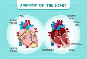 órgano interno humano con corazón vector