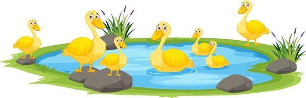 Duck in the pond on white background vector