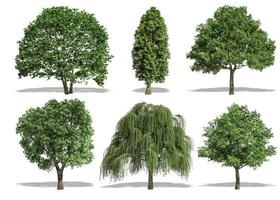 Beautiful collection tree isolated and cutting on a white background with clipping path. photo