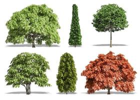 Beautiful collection tree isolated and cutting on a white background with clipping path. photo