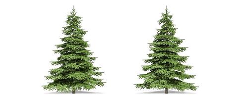 Beautiful Picea tree isolated and cutting on a white background with clipping path. photo