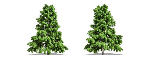 Beautiful Cedrus deodara tree isolated and cutting on a white background with clipping path. photo