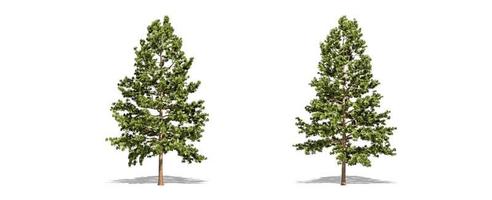 Beautiful Pinus strobus tree isolated and cutting on a white background with clipping path. photo