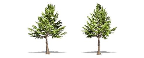 Beautiful Cedrus libani tree isolated and cutting on a white background with clipping path. photo