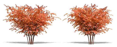 Beautiful tree isolated and cutting on a white background with clipping path. photo