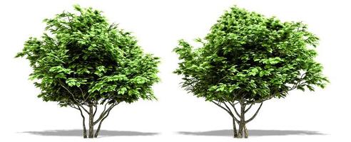 Beautiful tree isolated and cutting on a white background with clipping path. photo
