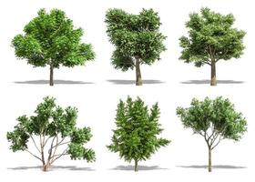 Beautiful collection tree isolated and cutting on a white background with clipping path. photo