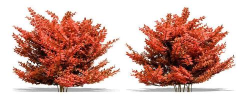 Beautiful tree isolated and cutting on a white background with clipping path. photo