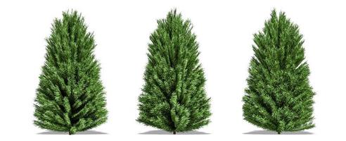 Beautiful tree isolated and cutting on a white background with clipping path. photo