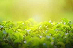 naturaleza de la hoja verde en el jardín en verano. plantas de hojas verdes naturales que se usan como fondo de primavera página de portada medio ambiente ecología o papel tapiz verde