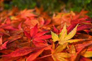 fondo de hojas de arce otoñales húmedas de colores en una mañana foto