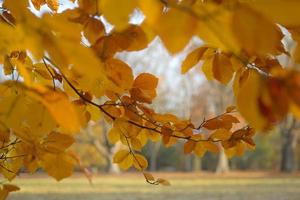 fondo de hojas de arce otoñales húmedas de colores en una mañana foto