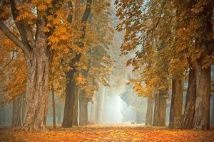 Beautiful autumn lane in the forest, nature background photo