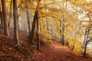 Beautiful autumn lane in the forest, nature background photo