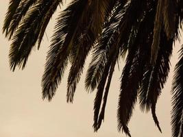 Details of palm trees leaves, at sunset photo